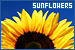 Sunflower FL